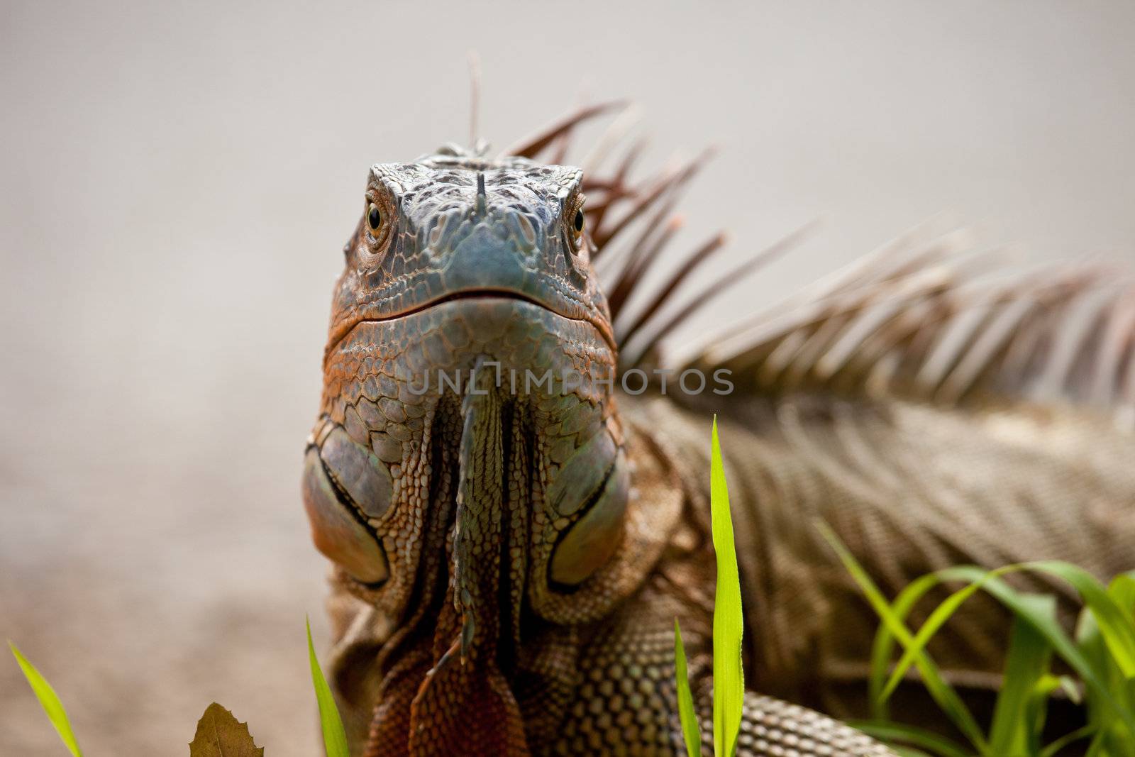 Iguana by Fotosmurf