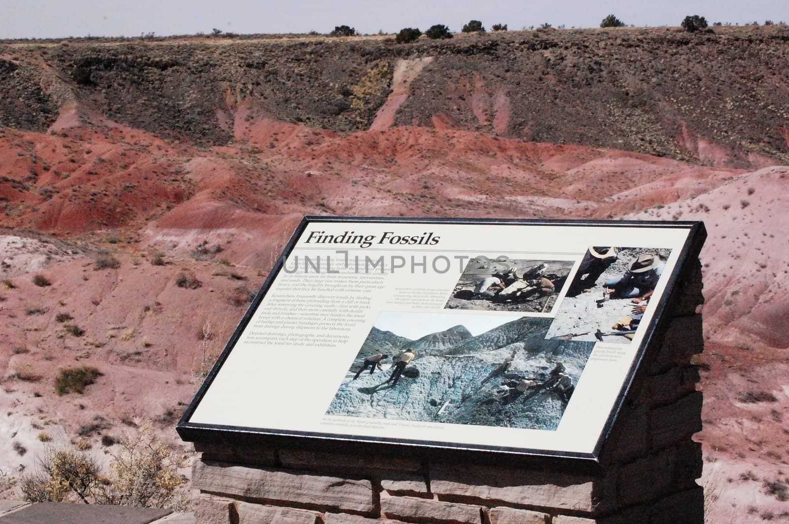 Petrified Forest - Finding Fossils by RefocusPhoto