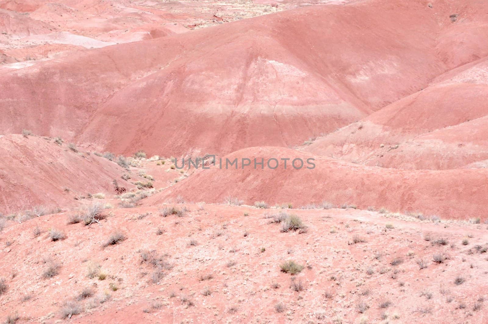 Petrified Forest by RefocusPhoto