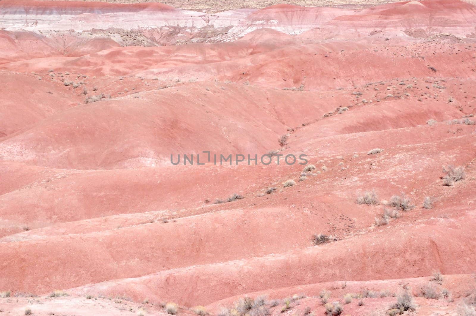 Petrified Forest by RefocusPhoto
