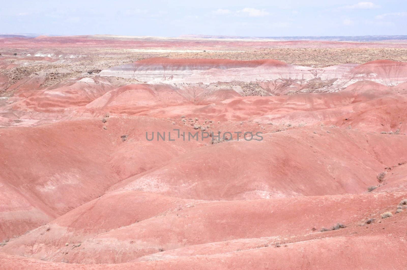 Petrified Forest by RefocusPhoto