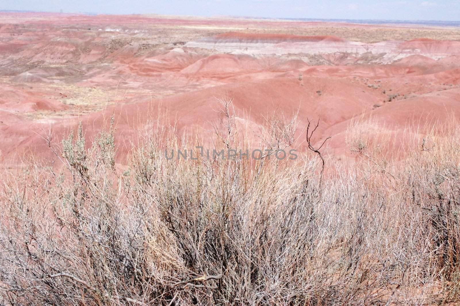 Petrified Forest by RefocusPhoto