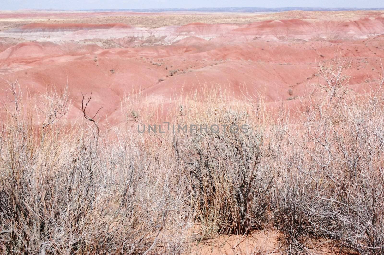 Petrified Forest by RefocusPhoto