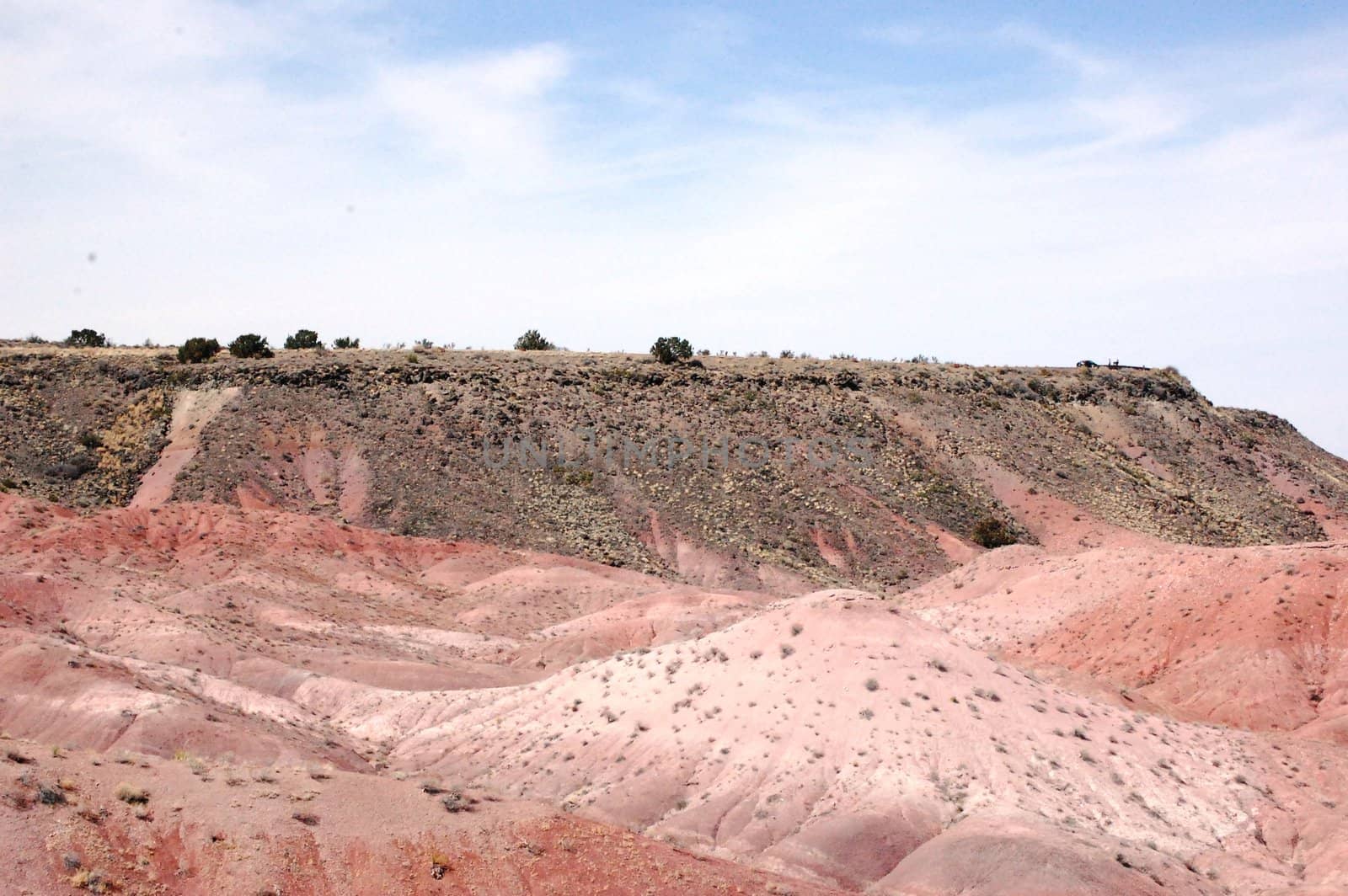 Petrified Forest by RefocusPhoto