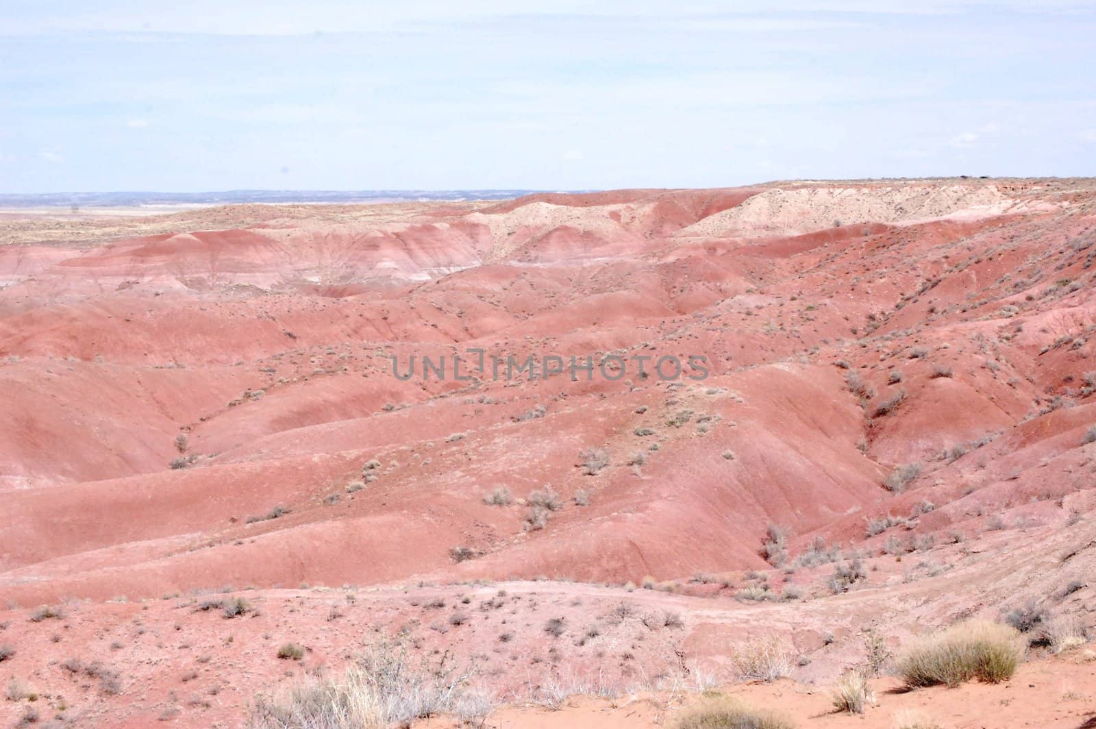 Petrified Forest