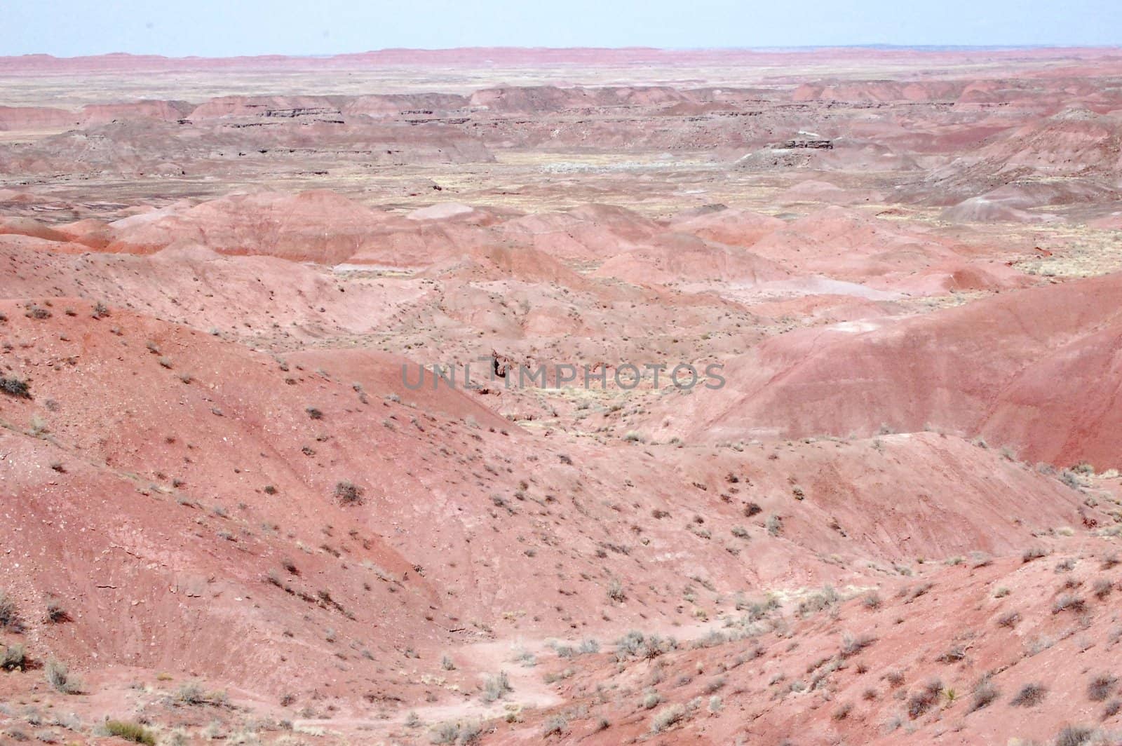 Petrified Forest by RefocusPhoto