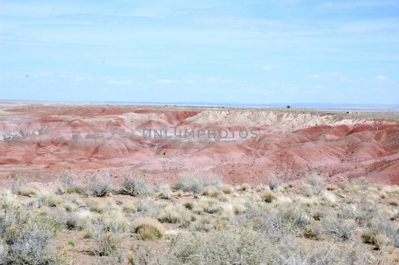 Petrified Forest by RefocusPhoto