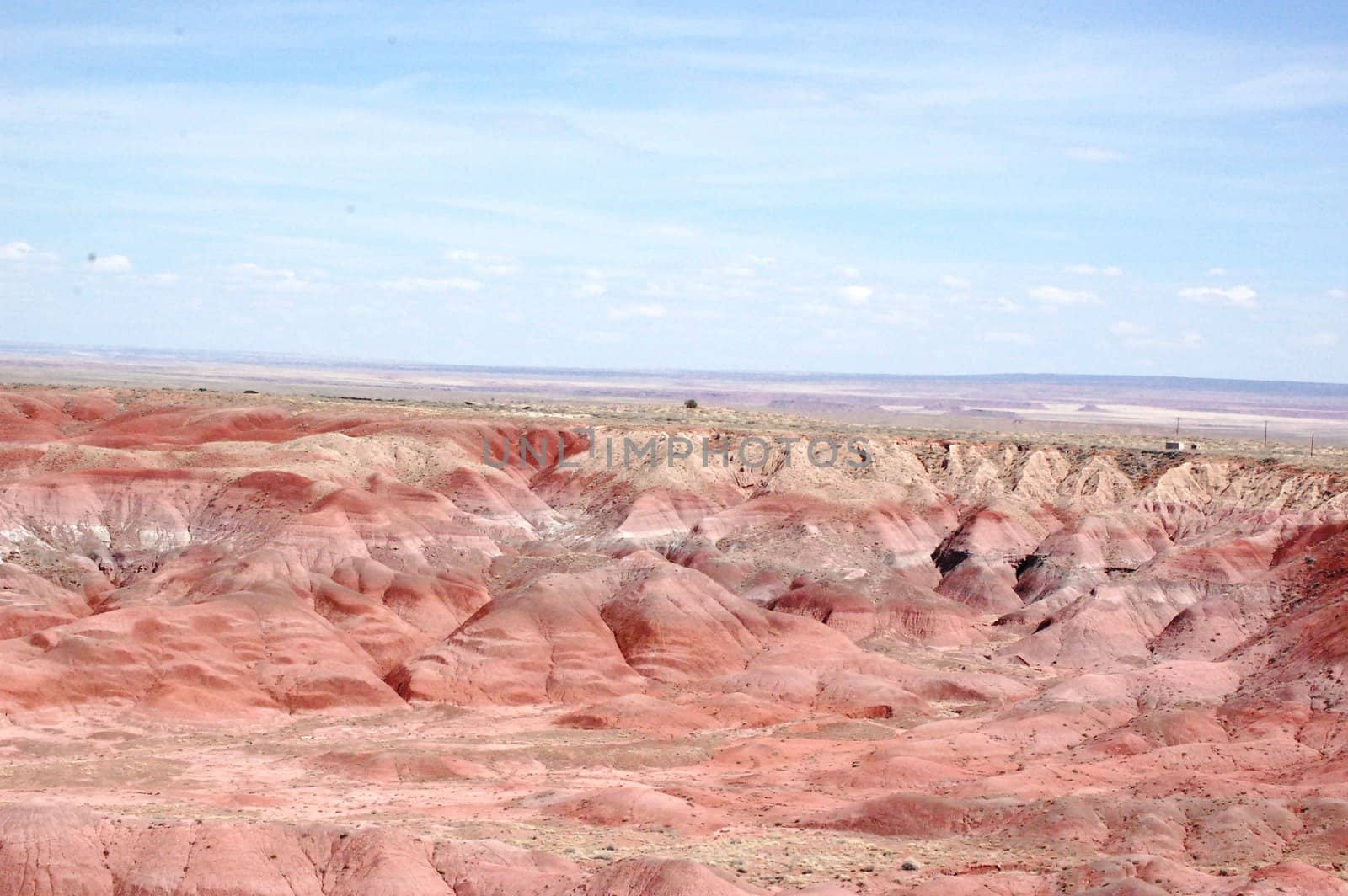 Petrified Forest by RefocusPhoto