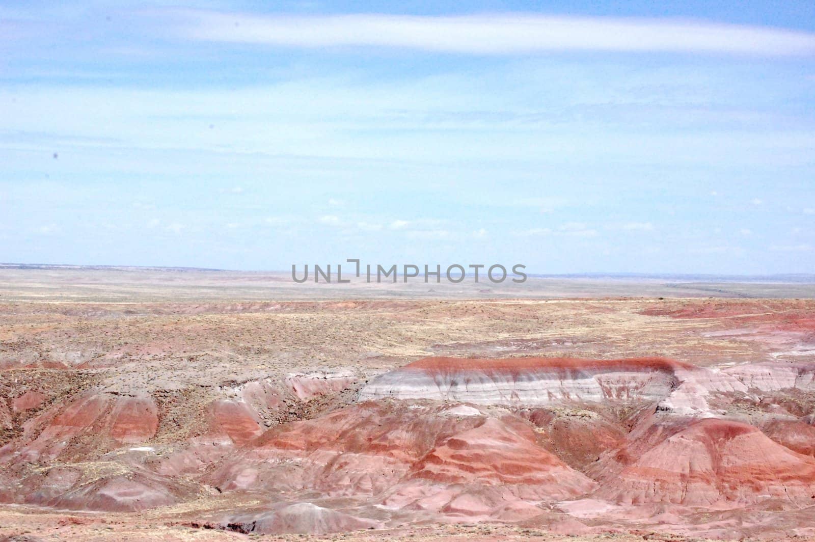 Petrified Forest by RefocusPhoto