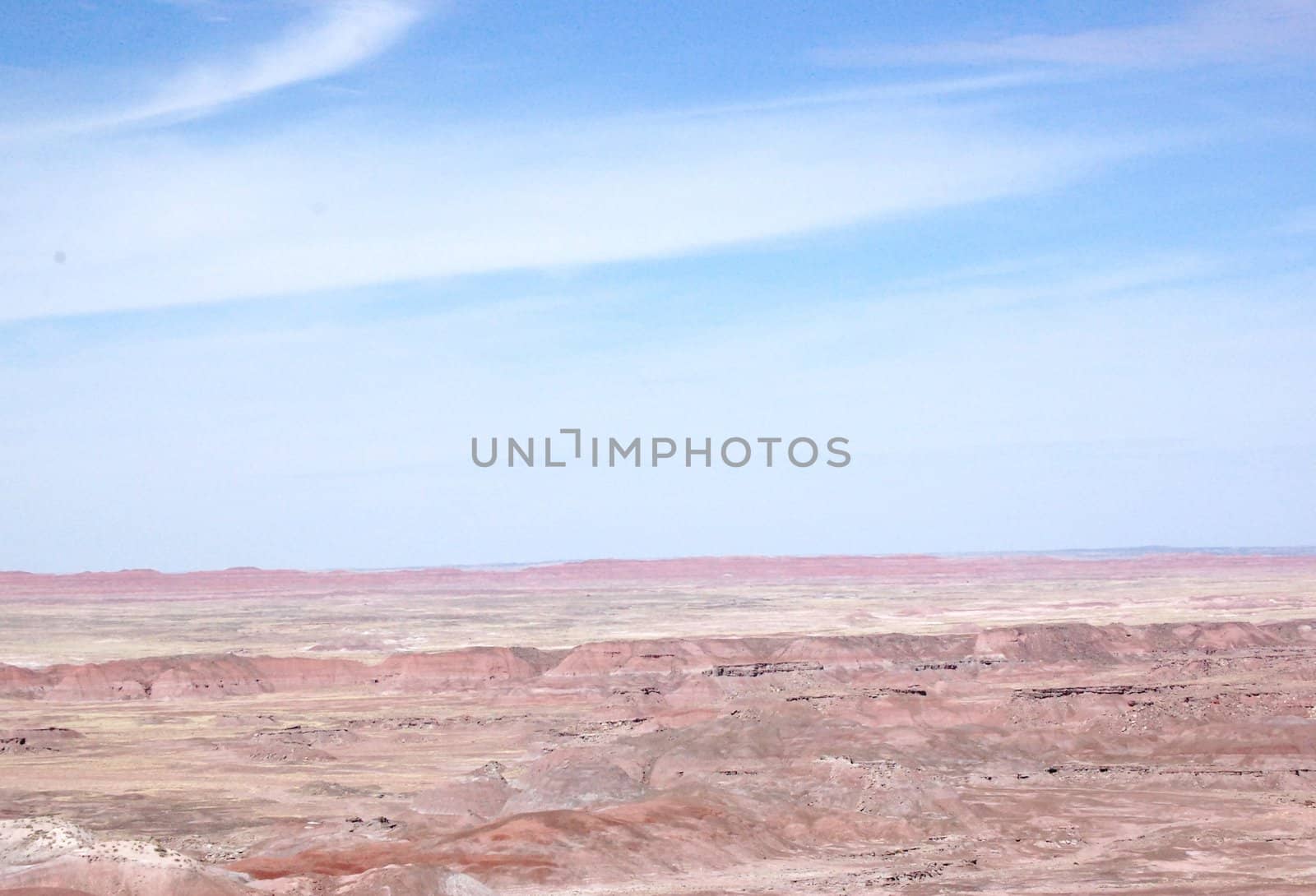 Petrified Forest by RefocusPhoto