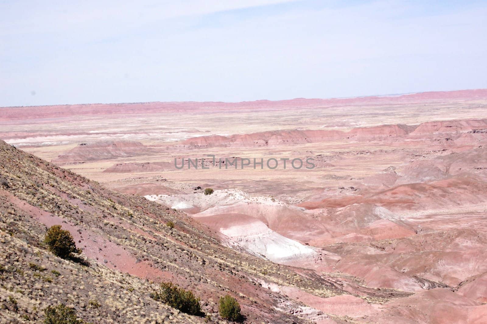 Petrified Forest