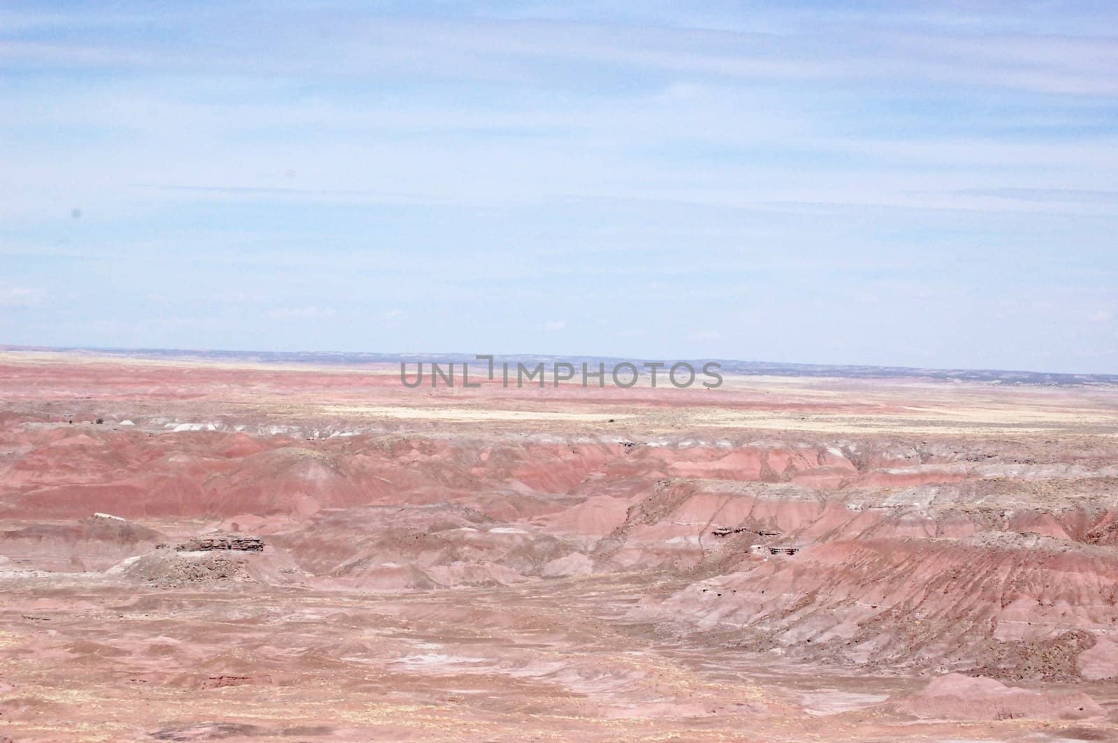 Petrified Forest by RefocusPhoto