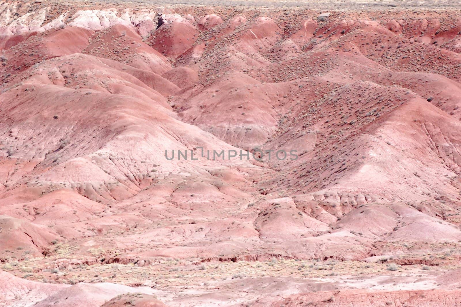 Petrified Forest by RefocusPhoto