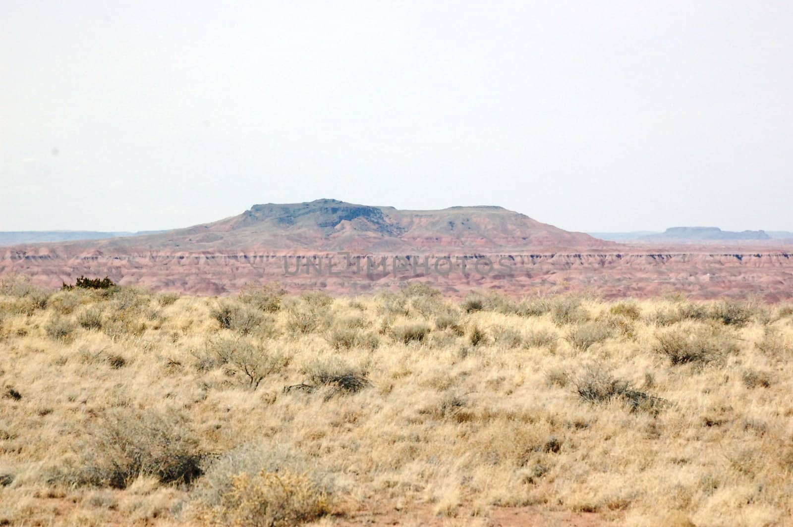 Petrified Forest