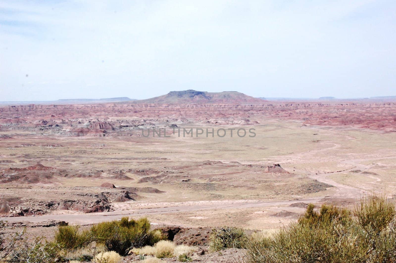 Petrified Forest by RefocusPhoto