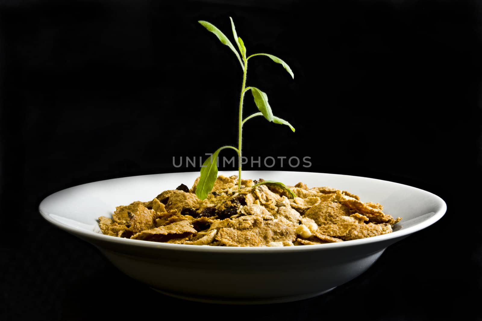 Small plant growing from cereal in bowl on black background