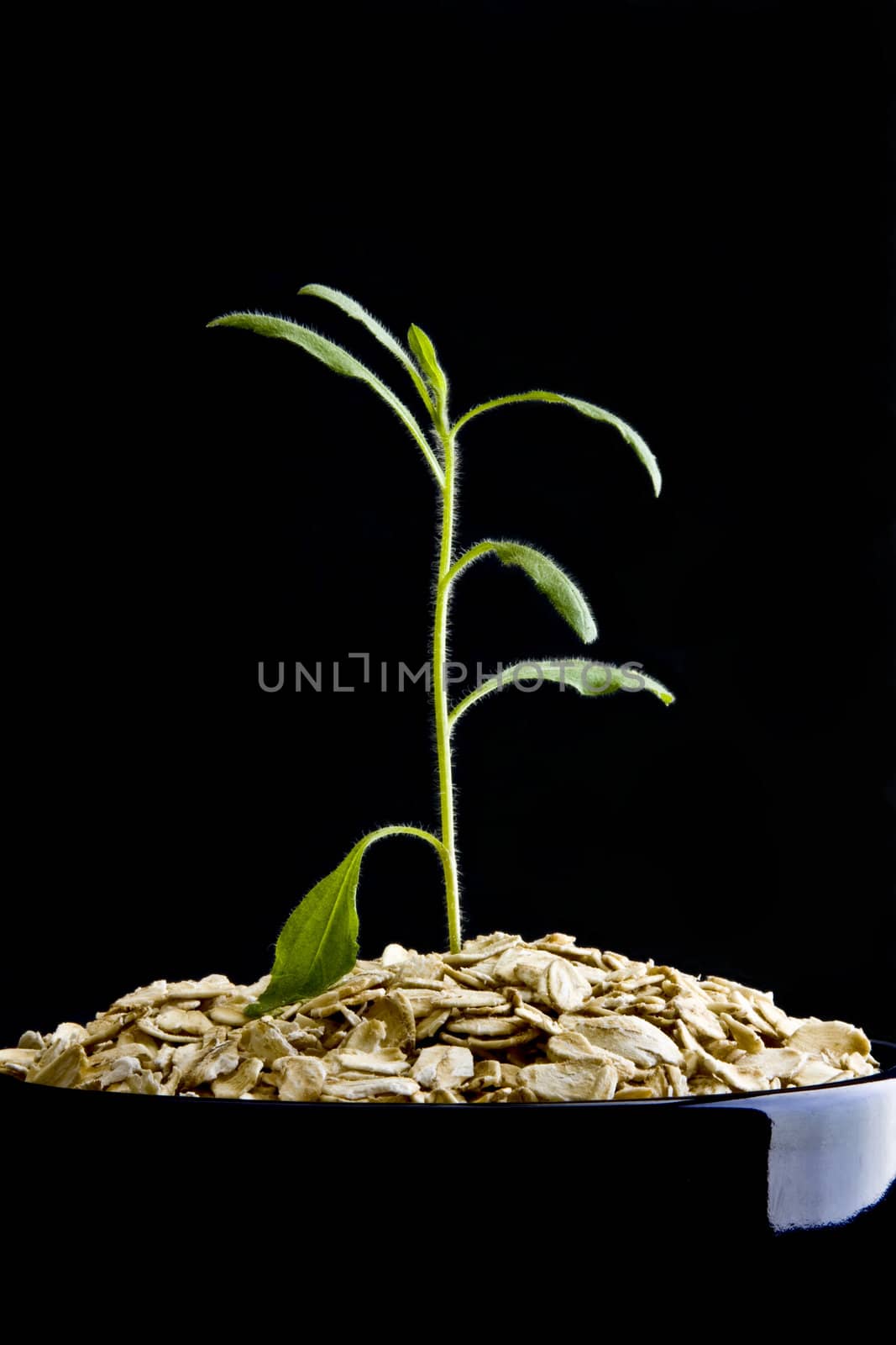 Small plant growing from dry oatmeal in bowl on black background