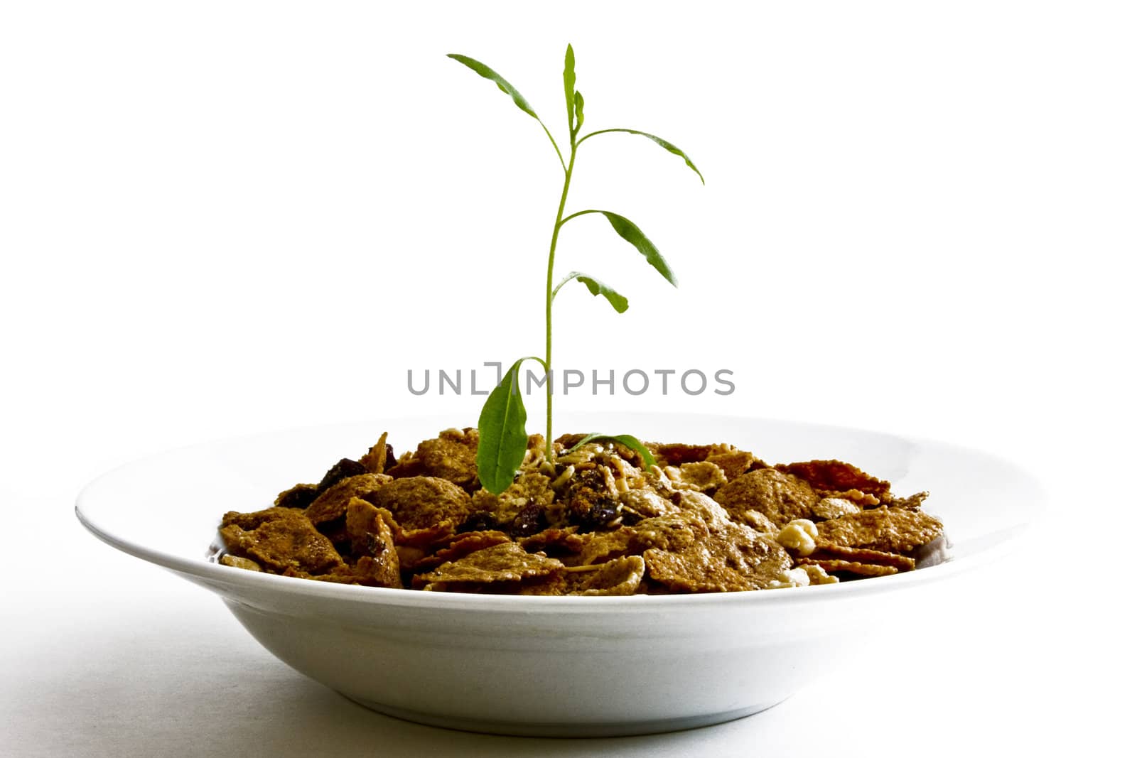 Small plant growing from cereal in bowl on white background