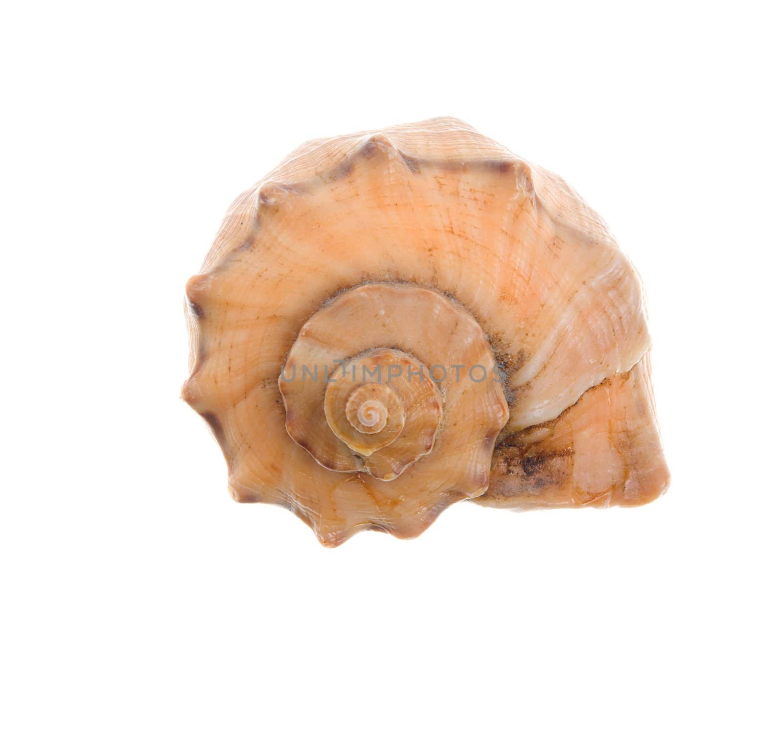Seashell isolated-frontal  on white background