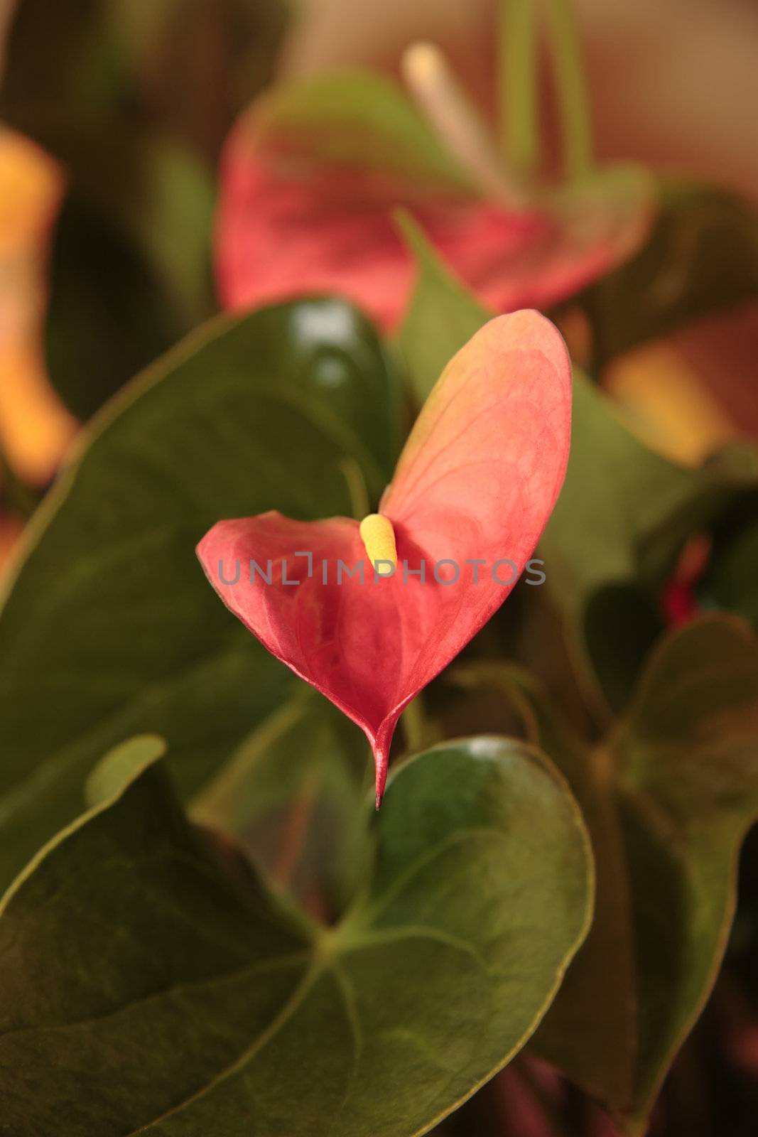 a dreamy artistic image of a lily in a leafy background