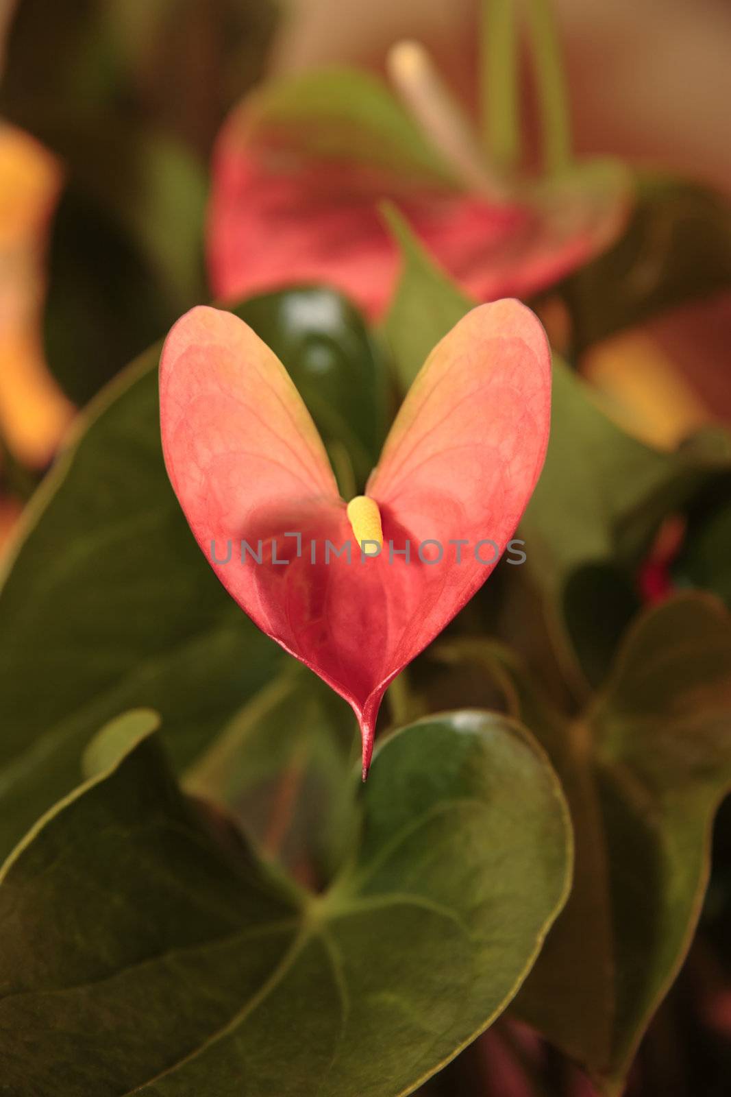 a dreamy artistic image of a heart shaped lily in a leafy background