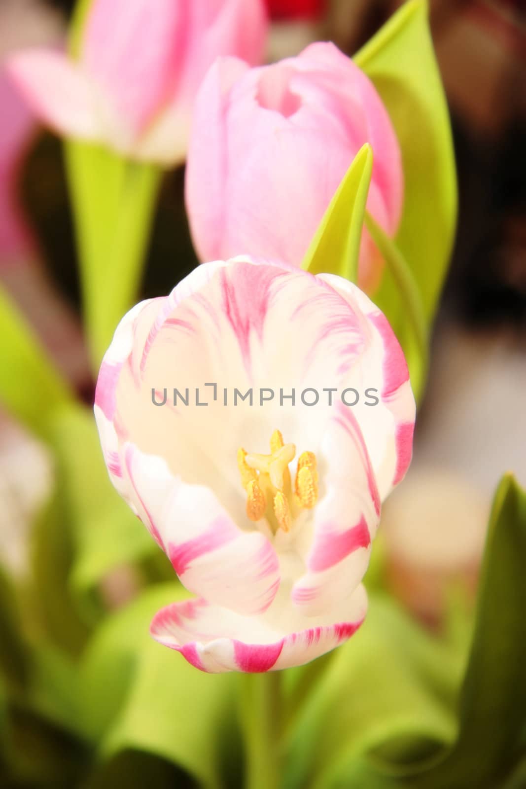 a dreamy artistic image of a bunch of tulips against a white background