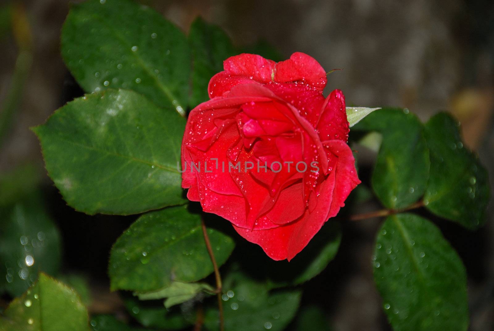 spring roses with rain drpos