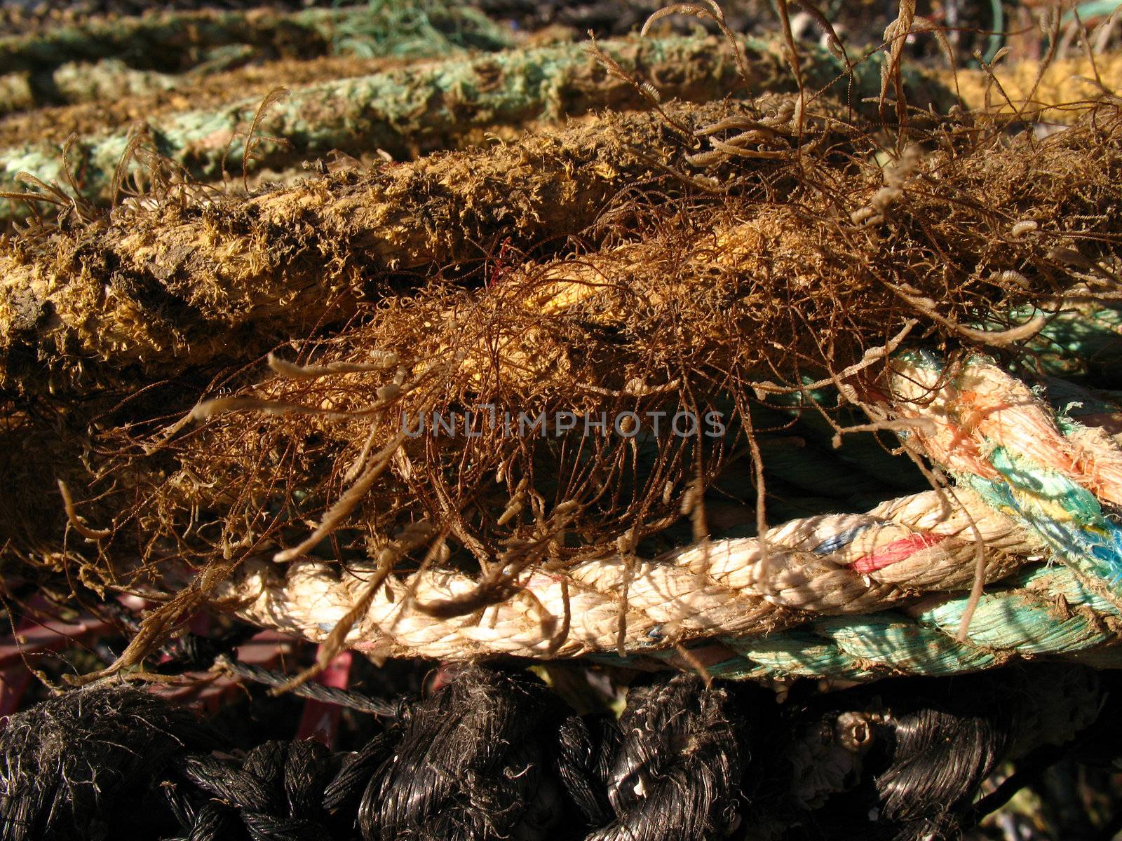 Detail of lobster pots and rope

