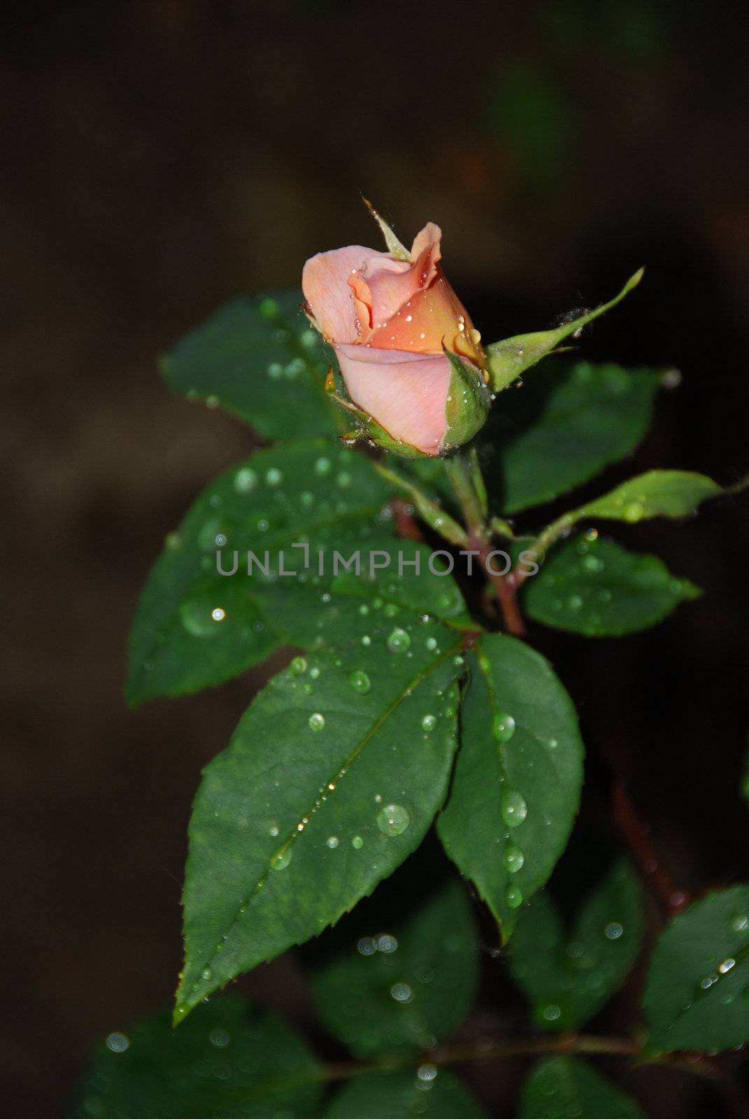 spring roses with rain drpos