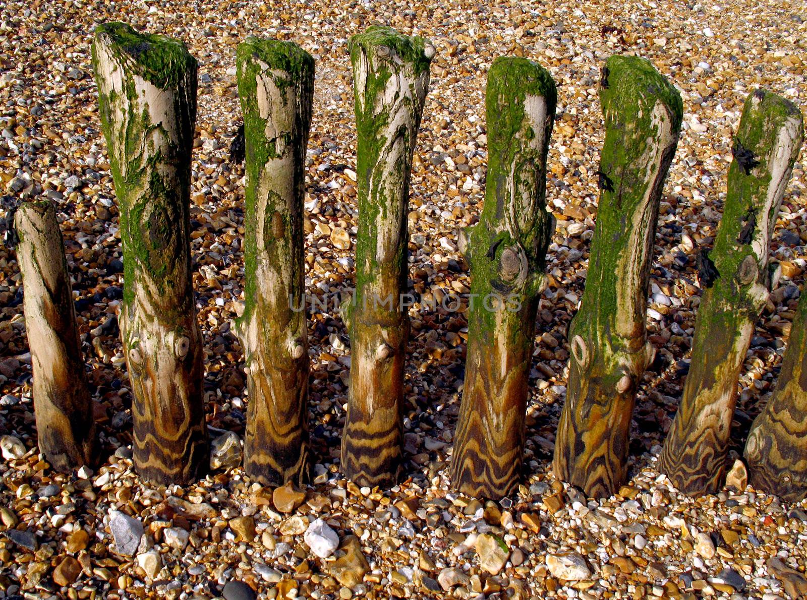 Groyne posts by tommroch