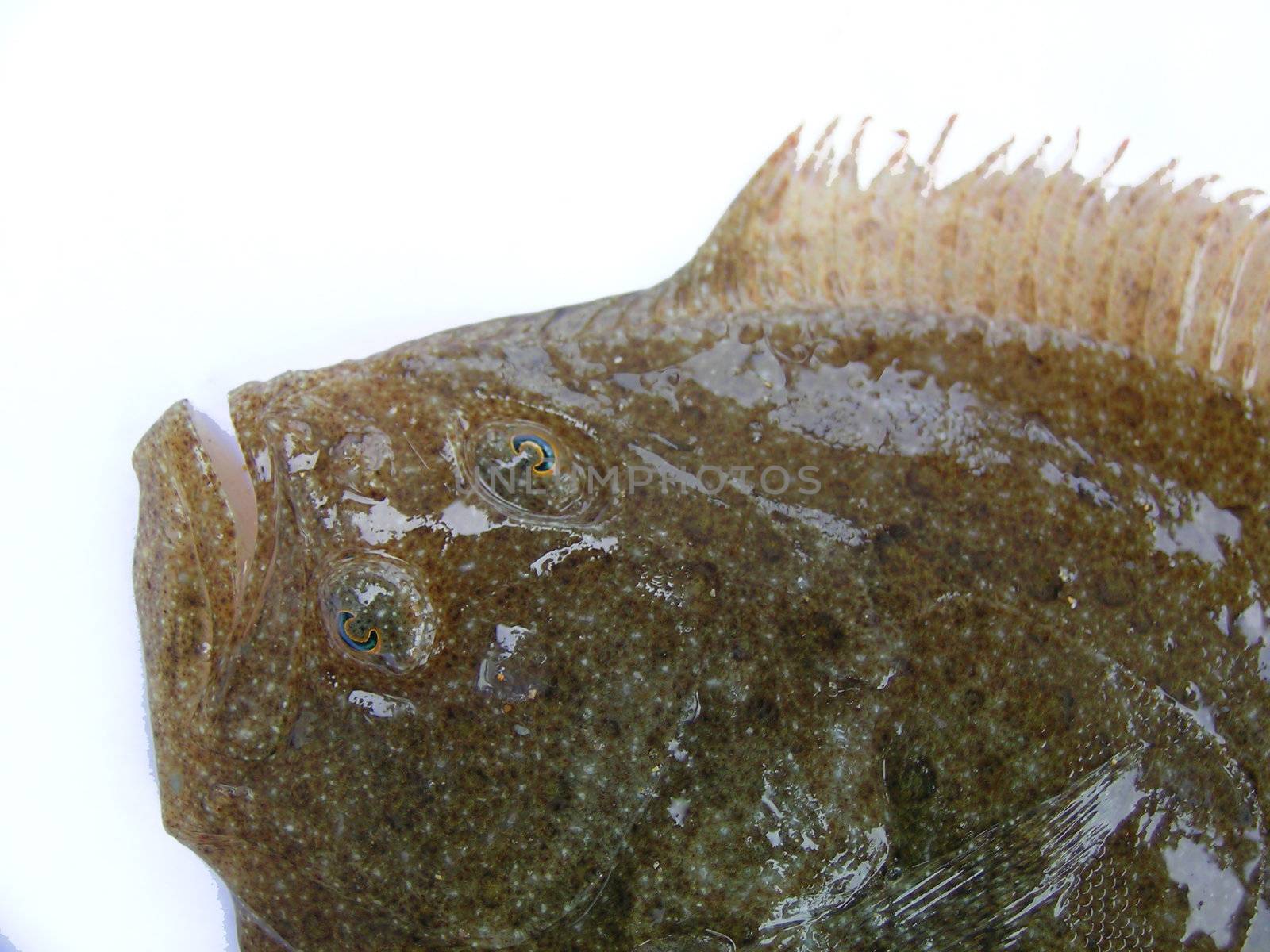 an image of isolated fresh flat fish