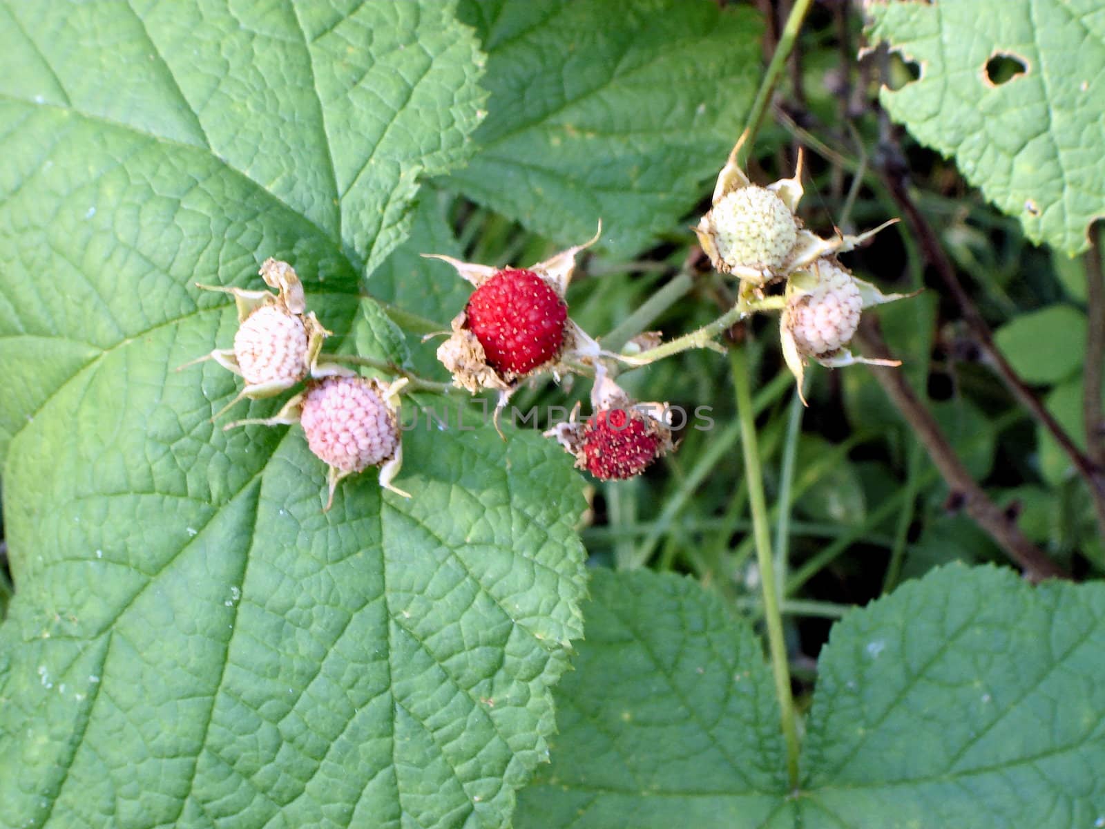 Strawberry by RefocusPhoto