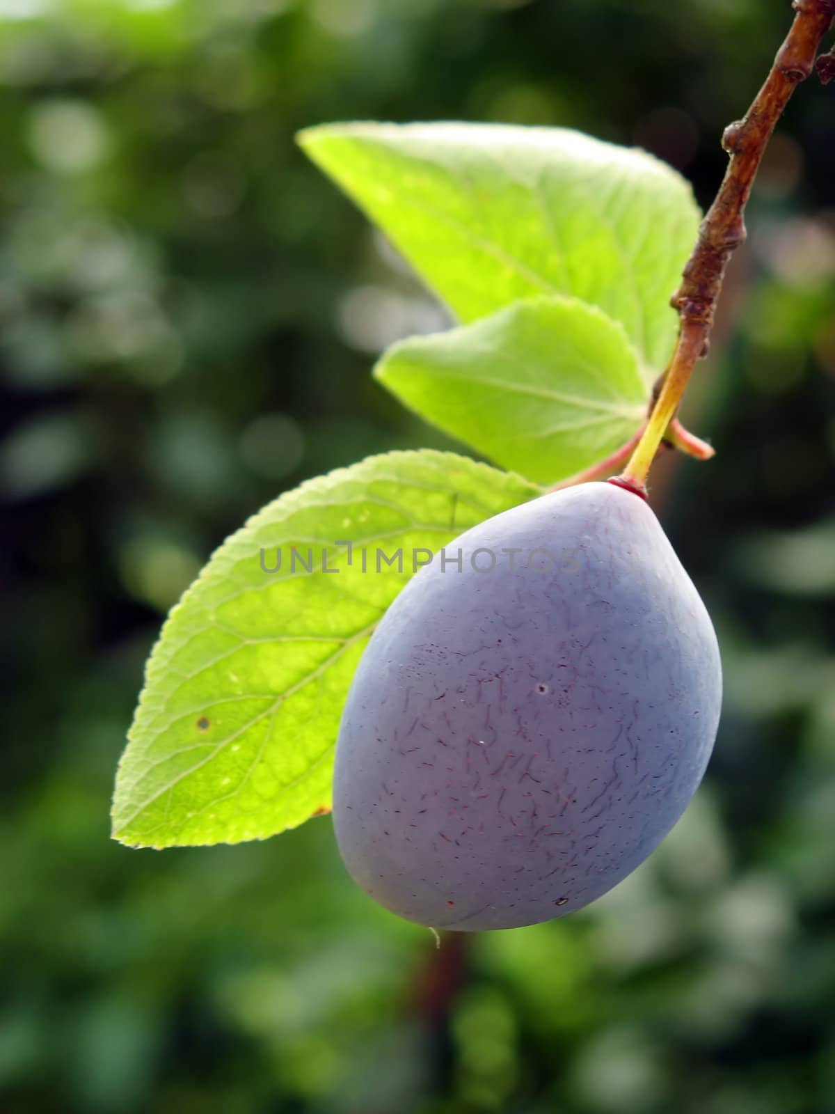 This image shows a macro from a plum