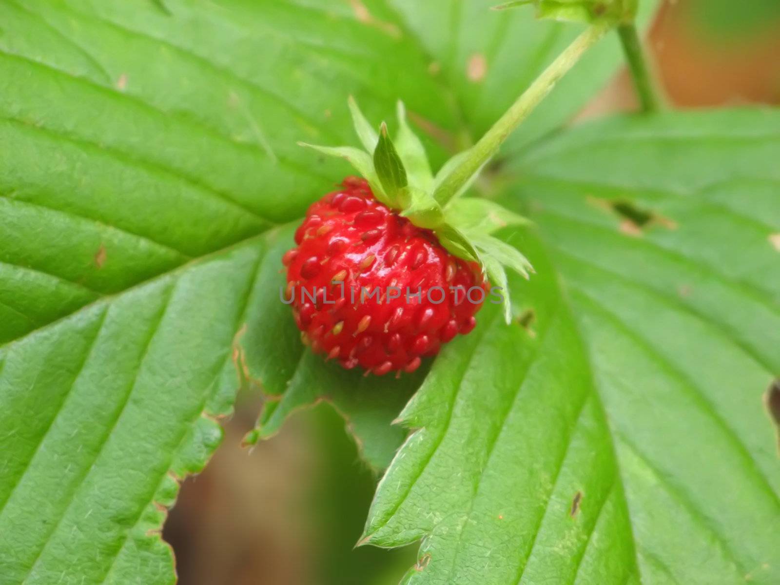 This image shows a strawberry from forest