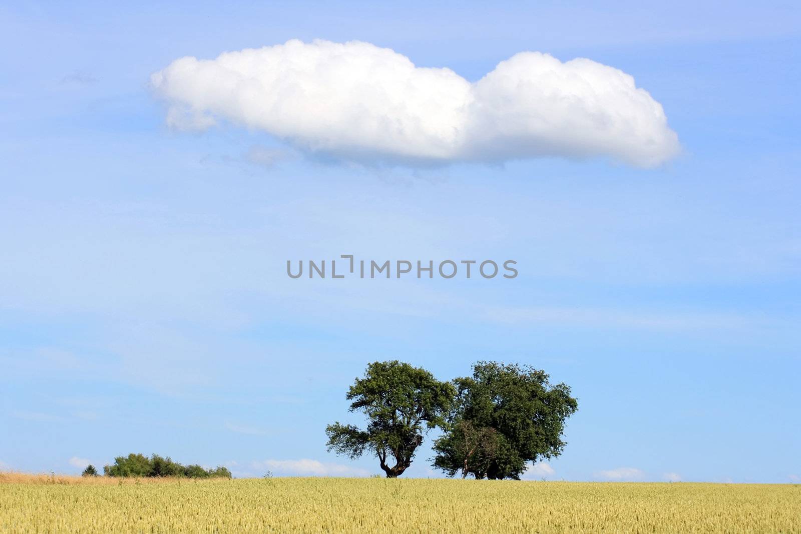 Cornfield with Trees by Ragnar