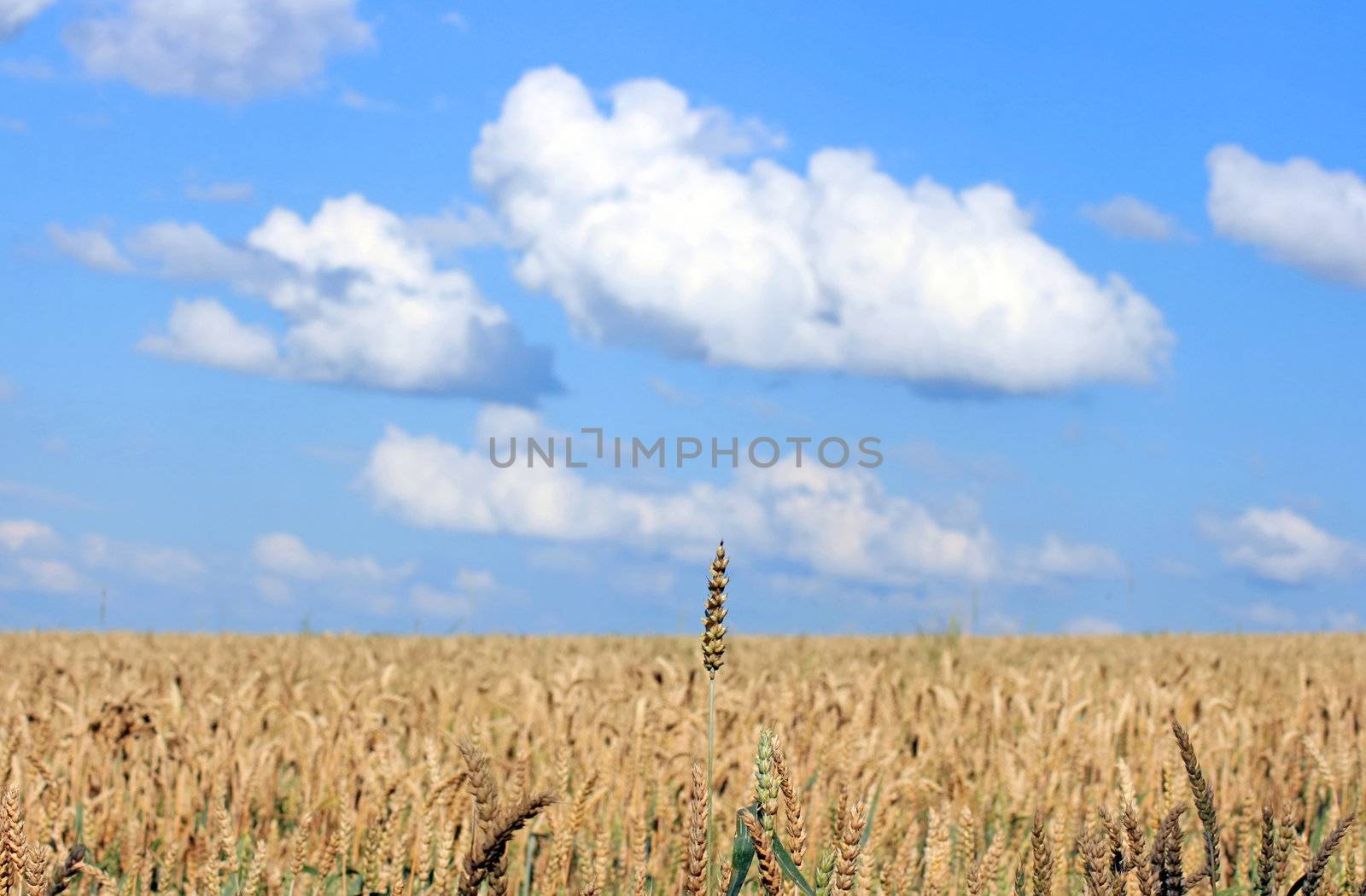 Wheat by Ragnar