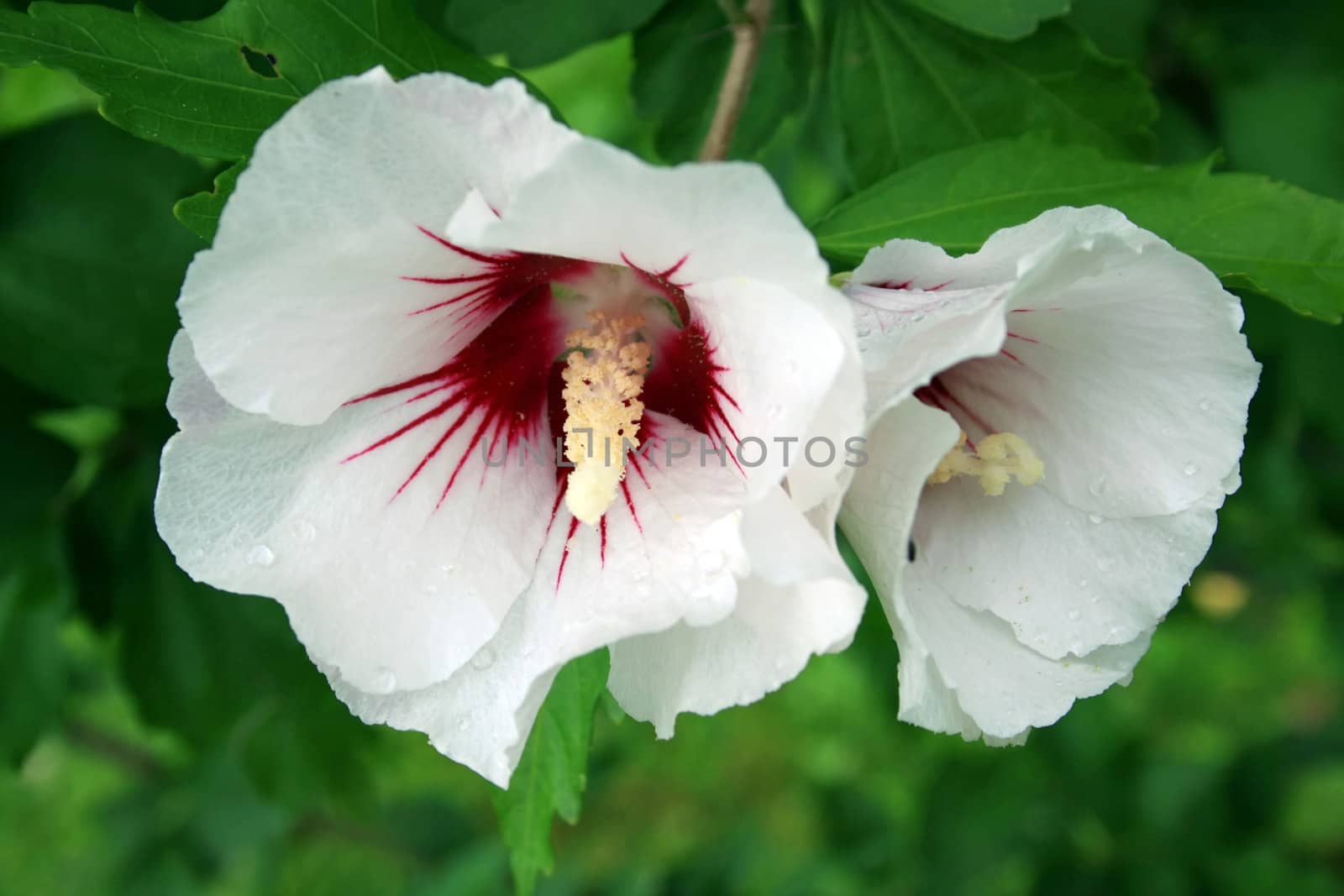 This image shows two bloom of hibiscus