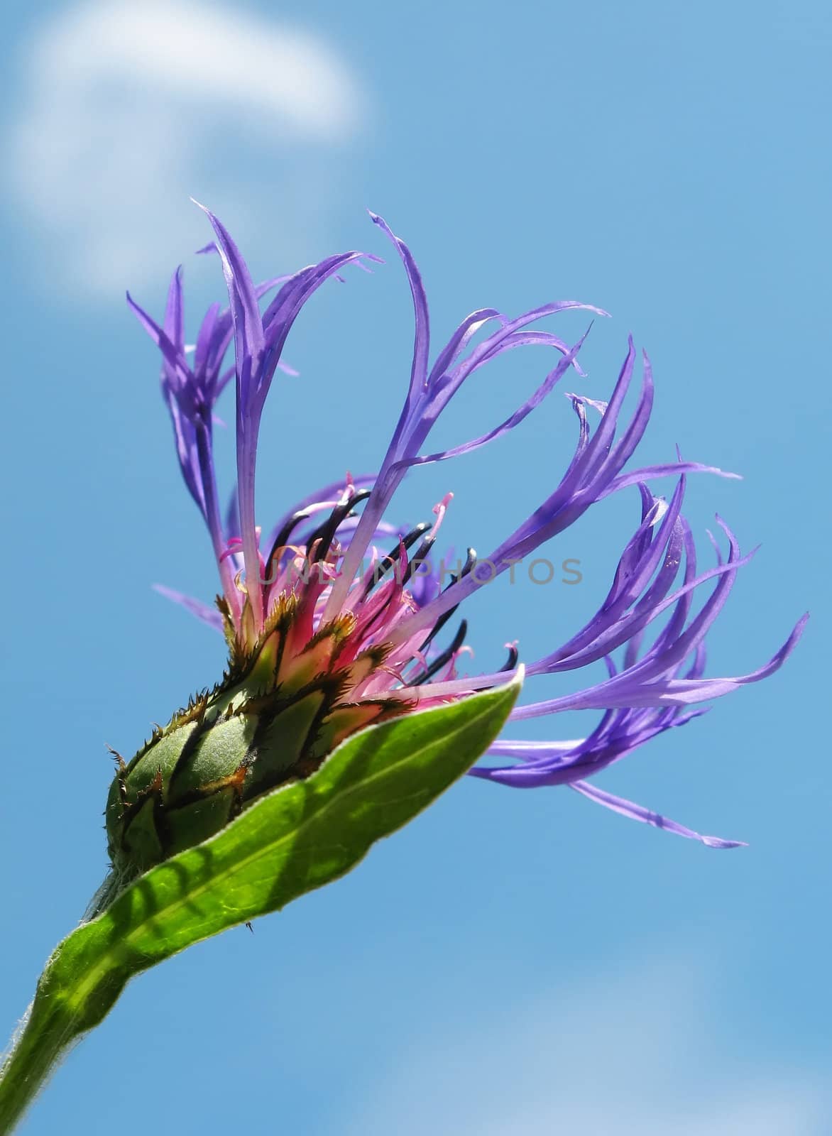 This image shows a cornflower with sky and clouds