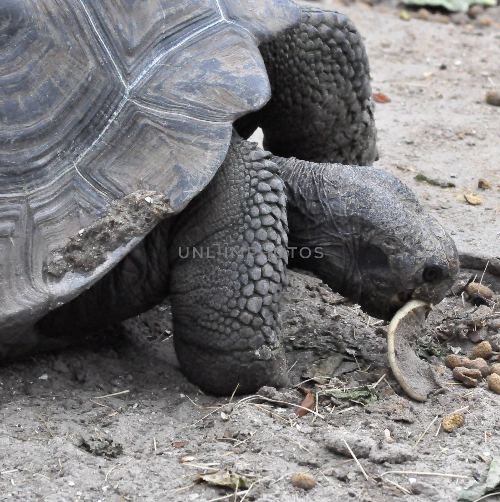 Tortoise by RefocusPhoto