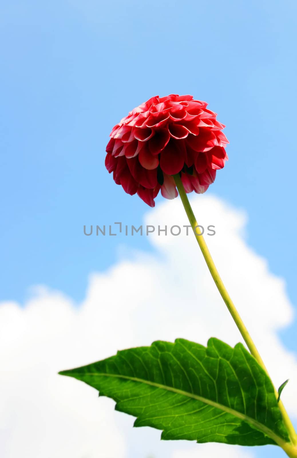 This image shows a red dahlia with cloud