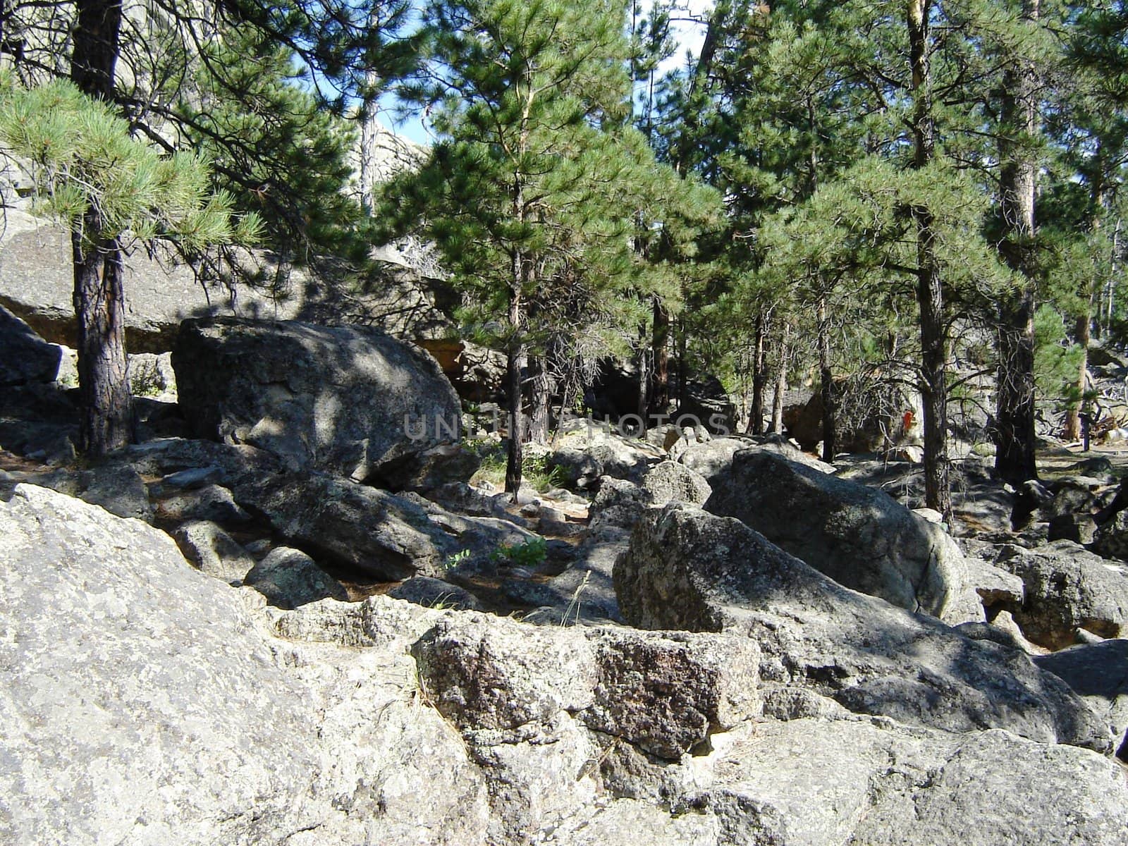 Trees and rocks by RefocusPhoto