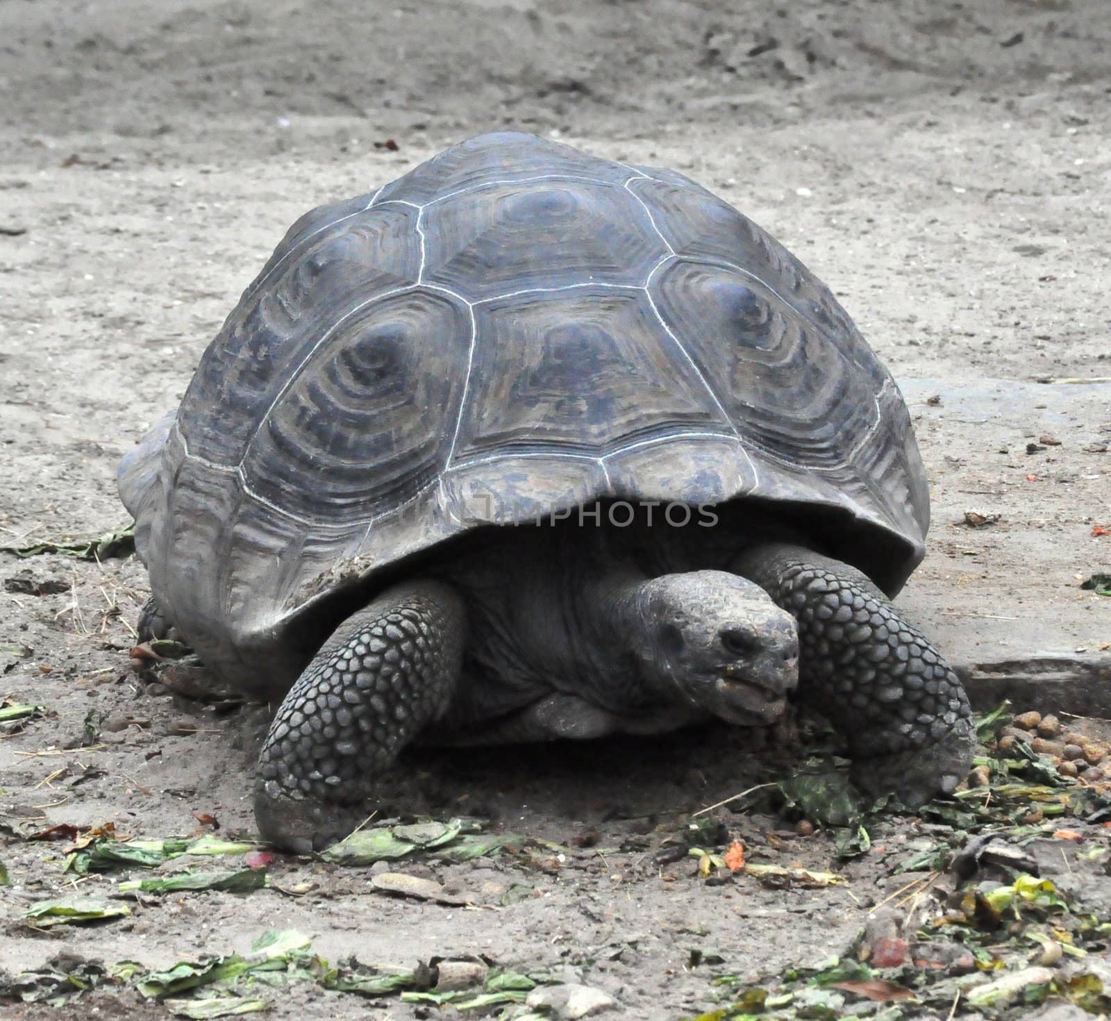 Tortoise by RefocusPhoto