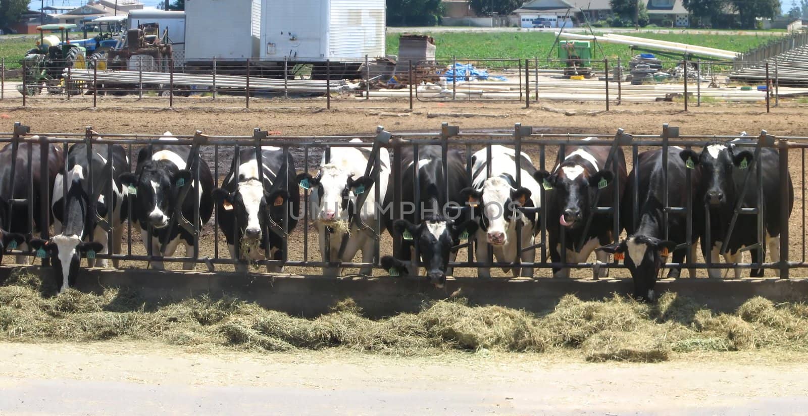 Row of Feeeding Cows by tobkatrina