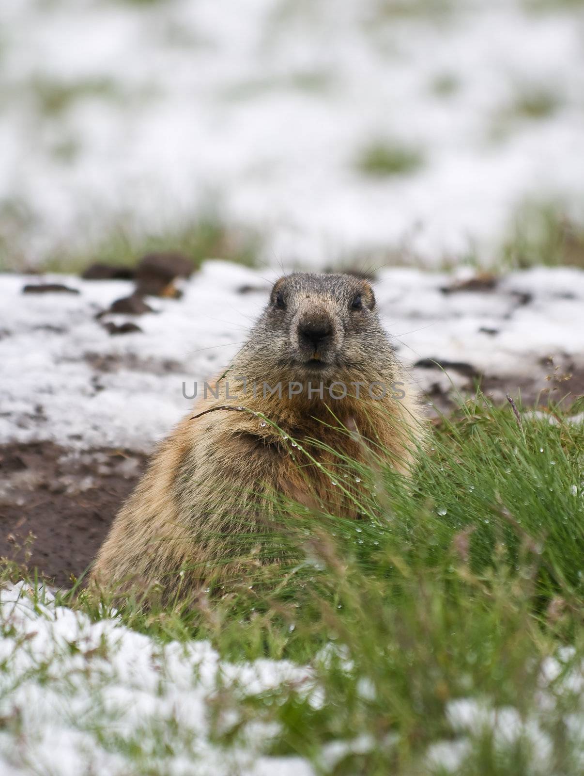 Marmot in a snow covered meadow in Italian Alps
