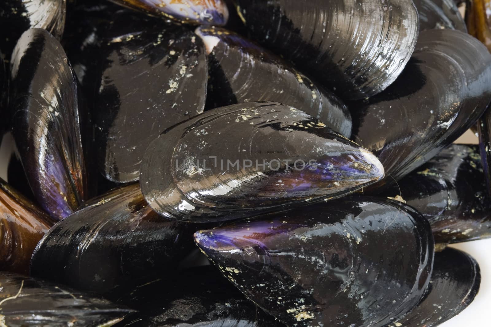 Fresh mussels in a white plate
