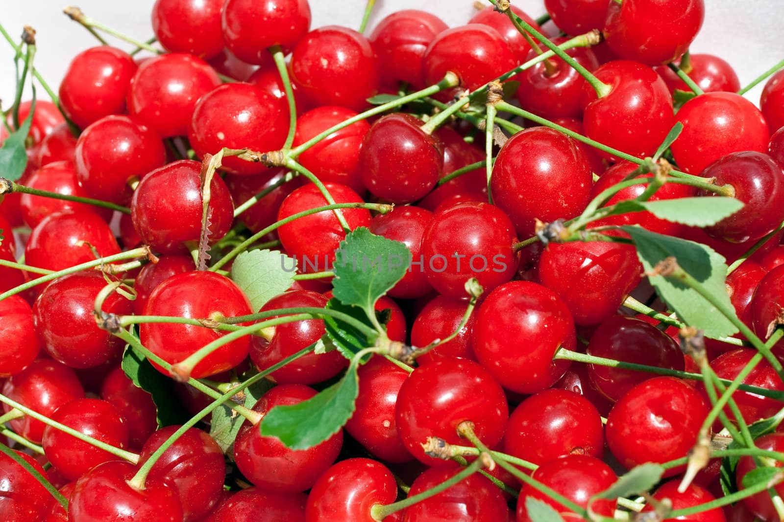 a group of ripe sour cherries under the sun