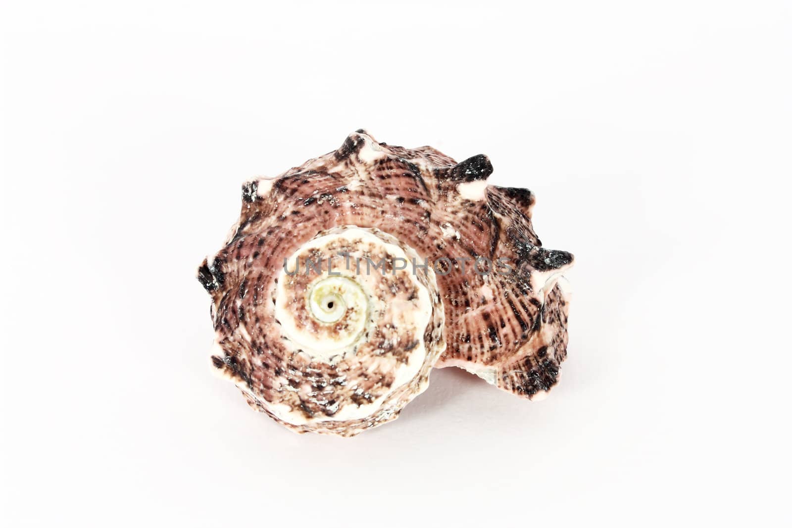 One seashell isolated on white
