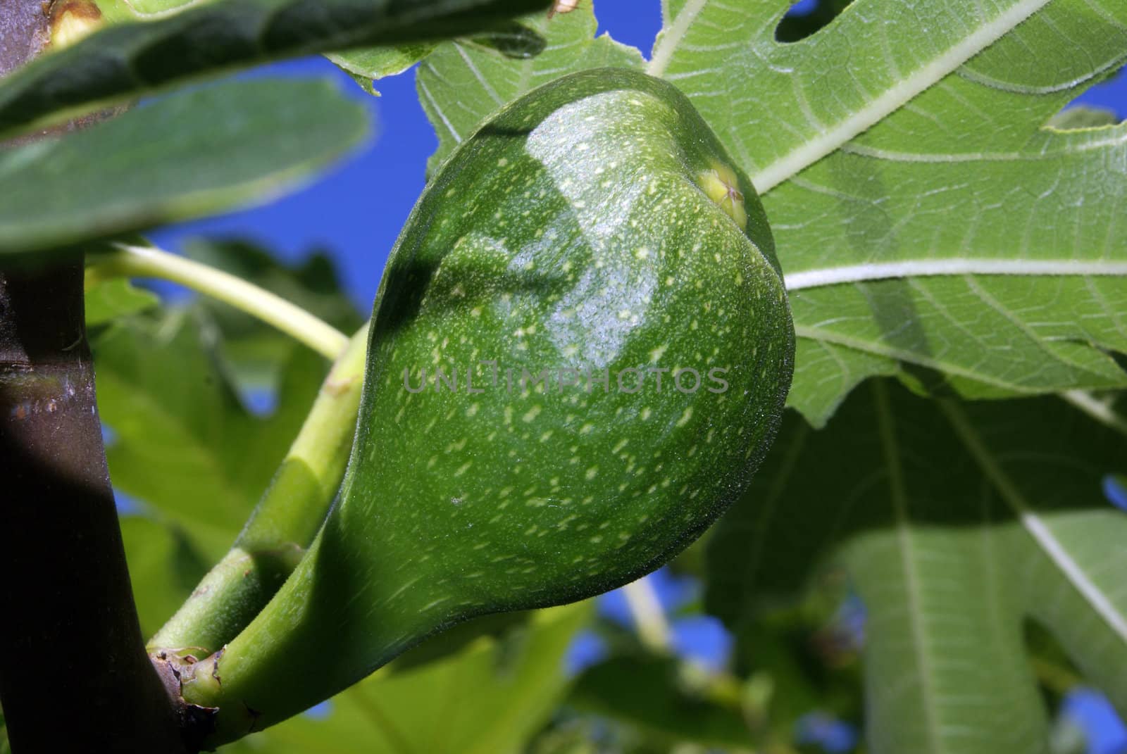 Closeup shot of a green fig on a tree.