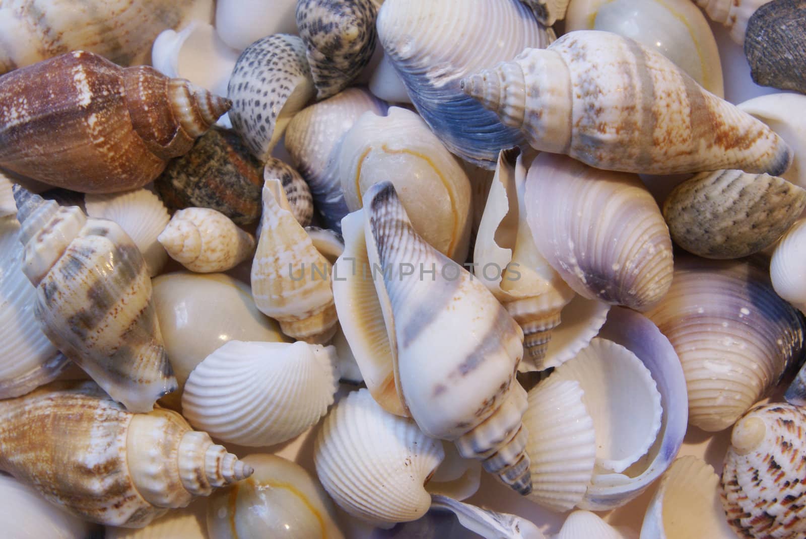 A background image of beautiful colorful seashells.