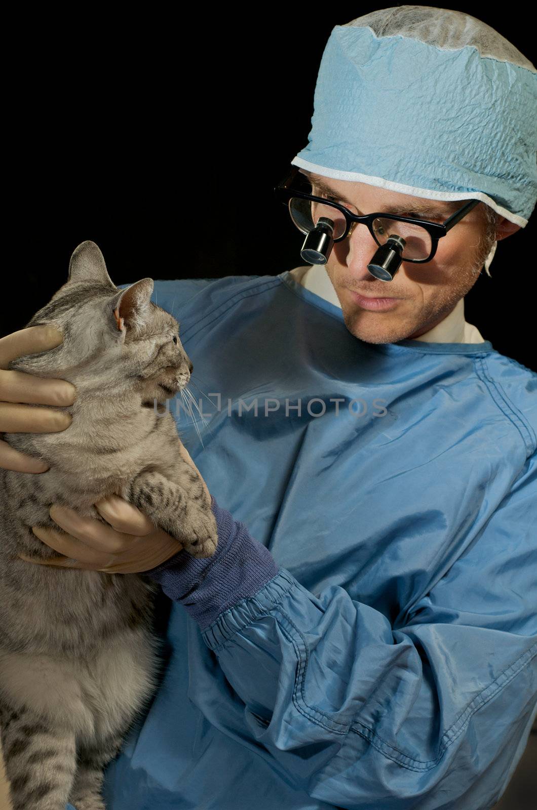 Domestic egyptian mau cat gets a check-up at the vet's office.